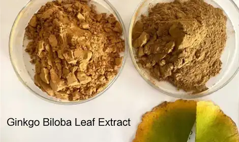 Why Supplement Brands Prefer HPLC-Tested Ginkgo Biloba Extract?